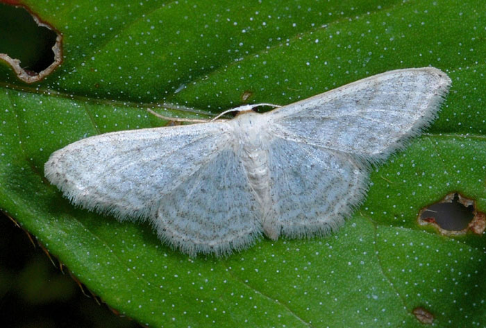 Idaea subsericeata ?